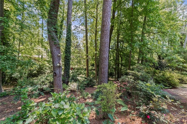 3287 Alton Rd, Atlanta, GA 30341 - view of tree filled area