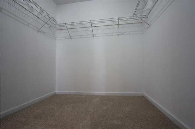 spacious closet featuring carpet floors