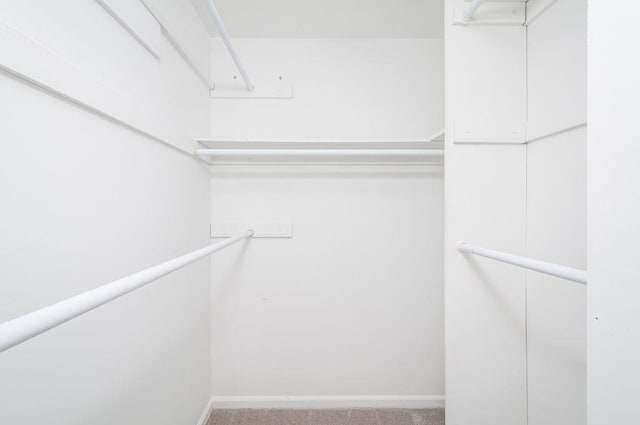 walk in closet featuring carpet flooring