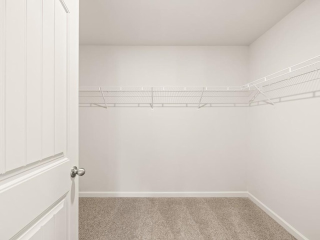 walk in closet featuring carpet floors