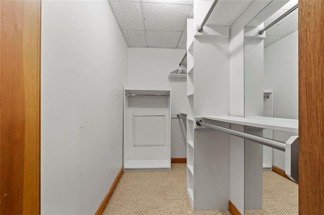 spacious closet featuring a paneled ceiling and carpet flooring