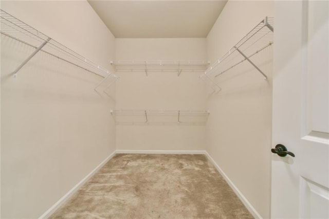 walk in closet featuring carpet floors