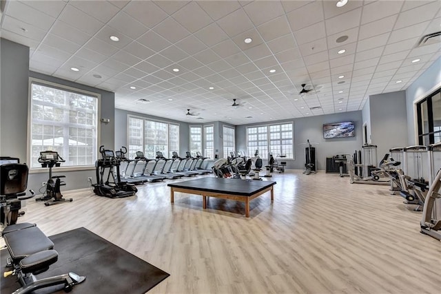 exercise room with ceiling fan, a drop ceiling, and light hardwood / wood-style floors