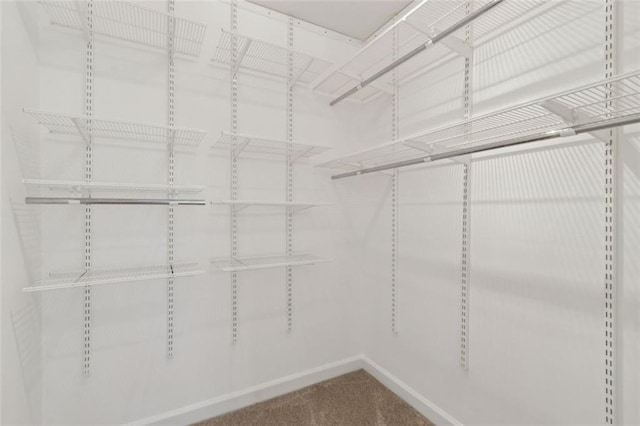 spacious closet featuring carpet floors