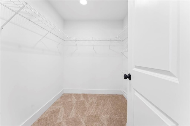 walk in closet featuring carpet floors