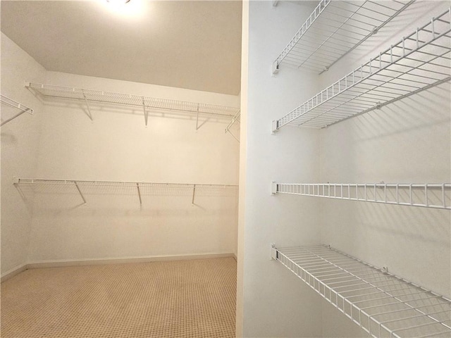 spacious closet featuring carpet floors