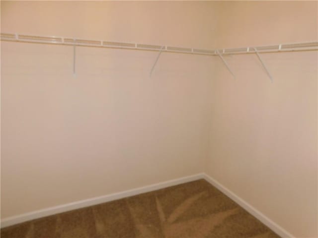 spacious closet featuring carpet floors