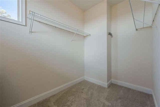 walk in closet featuring carpet floors