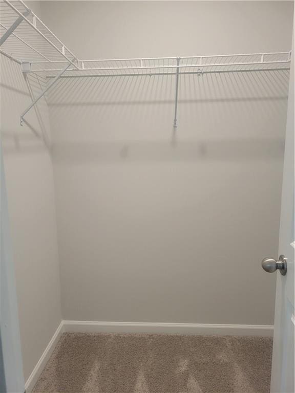 walk in closet with carpet flooring