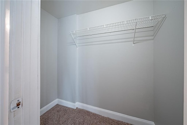 spacious closet featuring carpet flooring