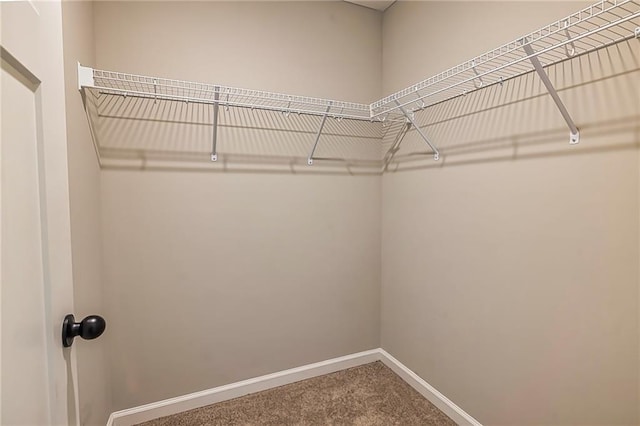 walk in closet featuring carpet floors