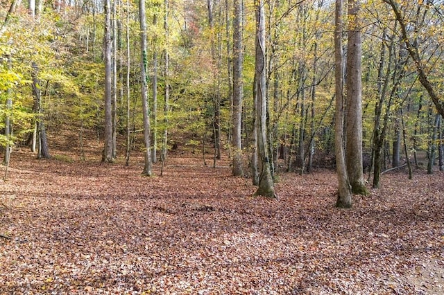 view of local wilderness