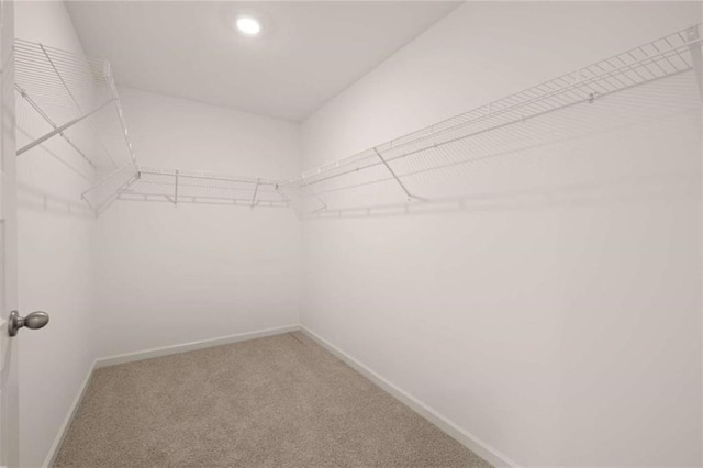 walk in closet featuring carpet floors