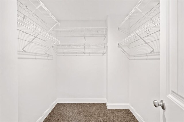 walk in closet with carpet flooring