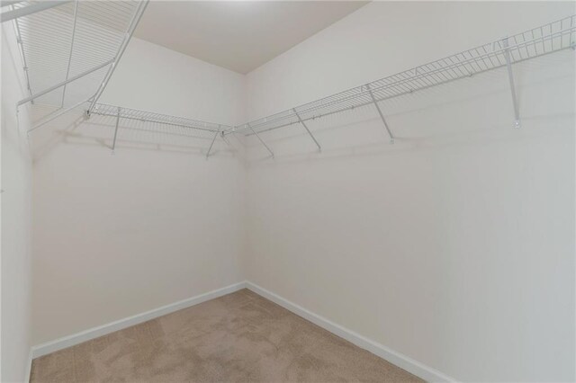 spacious closet featuring carpet flooring