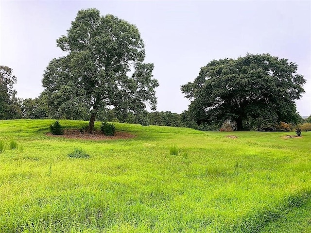 view of local wilderness