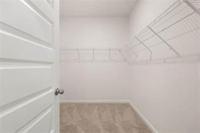 walk in closet with carpet flooring