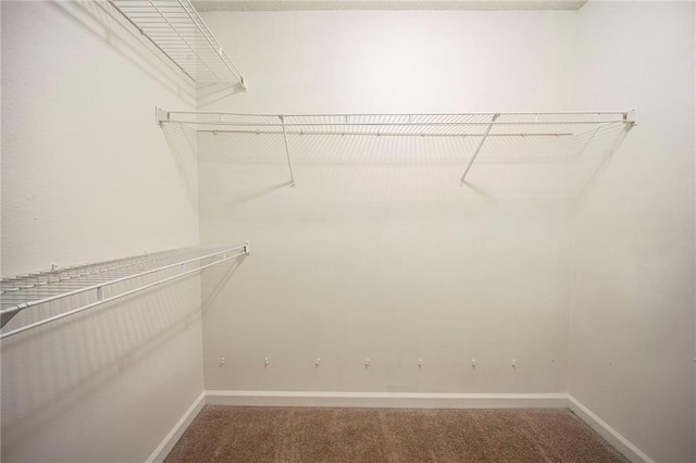 walk in closet with carpet floors