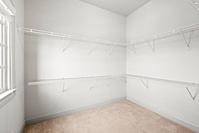 walk in closet featuring carpet floors