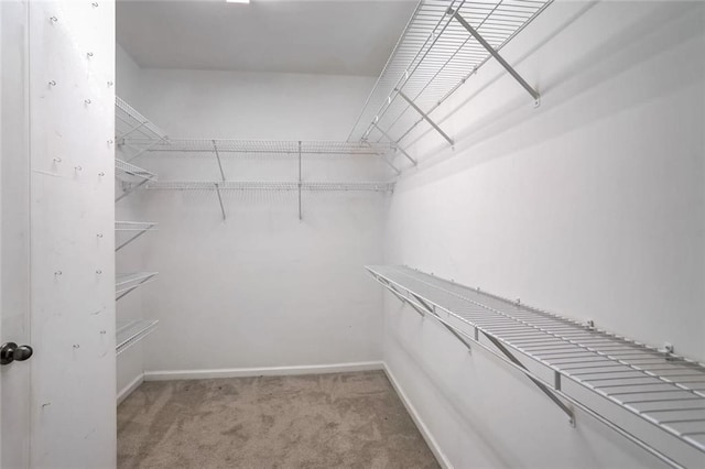 walk in closet with carpet flooring