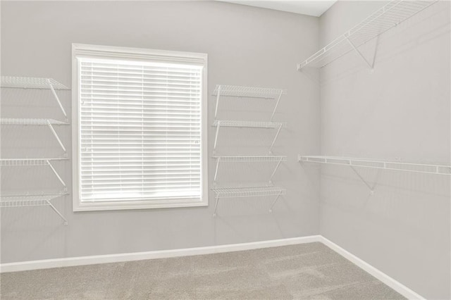 walk in closet with carpet