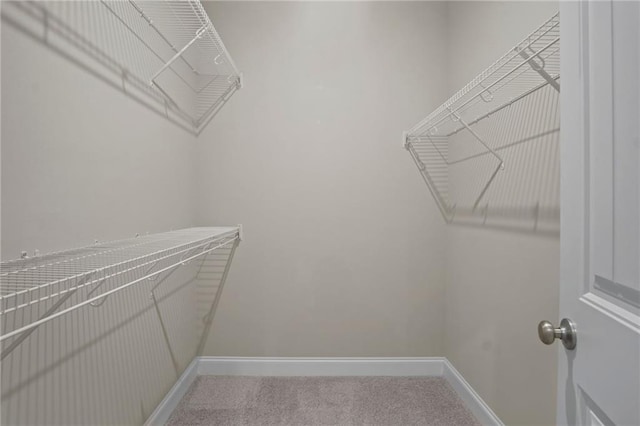 spacious closet featuring carpet flooring