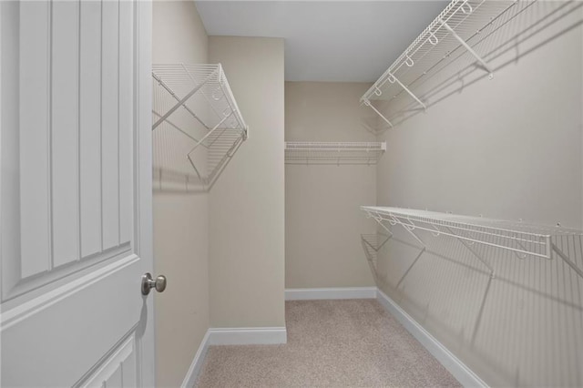 spacious closet featuring carpet flooring