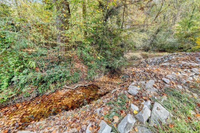 view of local wilderness