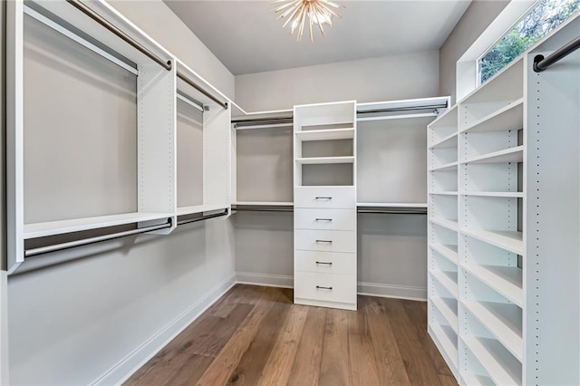 spacious closet featuring dark hardwood / wood-style flooring and a chandelier