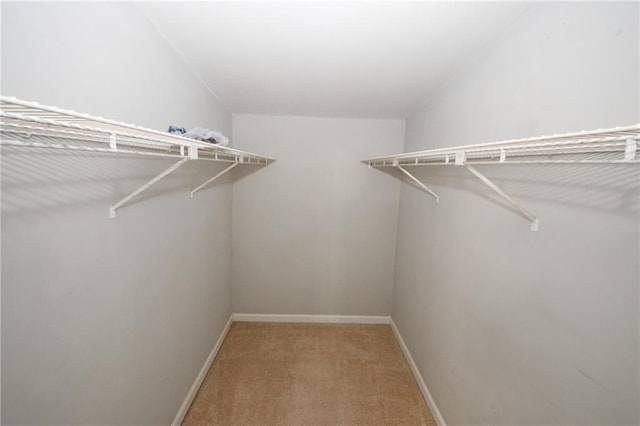 walk in closet with light carpet
