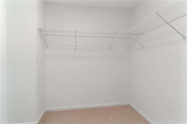 walk in closet featuring carpet floors