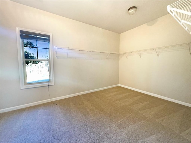spacious closet featuring carpet flooring
