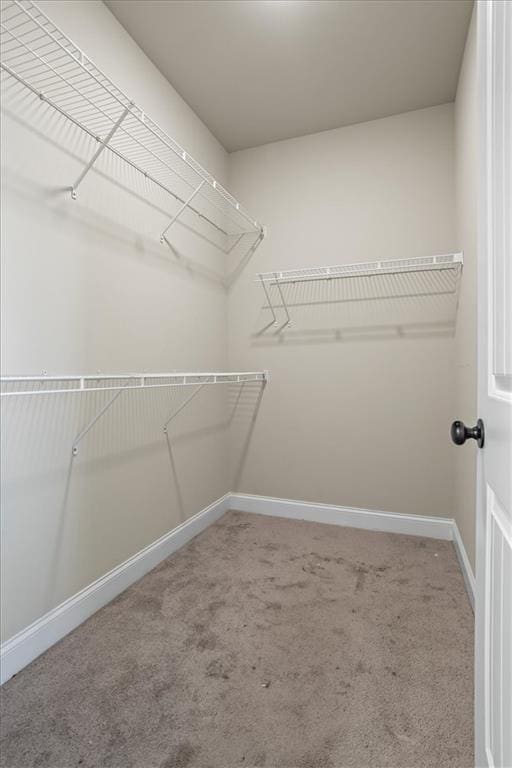 spacious closet featuring carpet