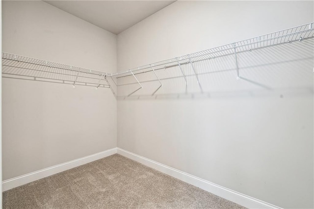 walk in closet featuring carpet flooring