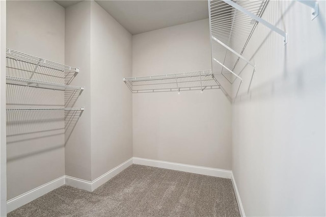 walk in closet with carpet flooring