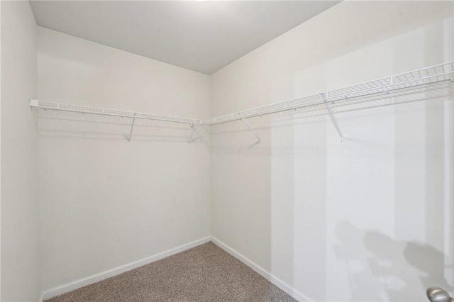 walk in closet featuring carpet