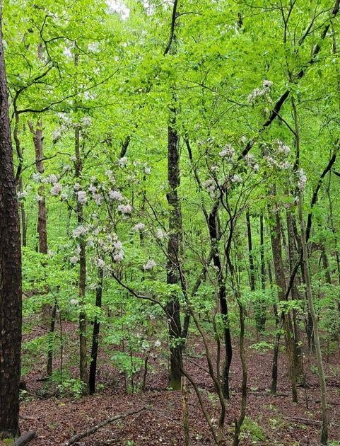 2 Brushy Mountain Rd, Rockmart, GA 30153