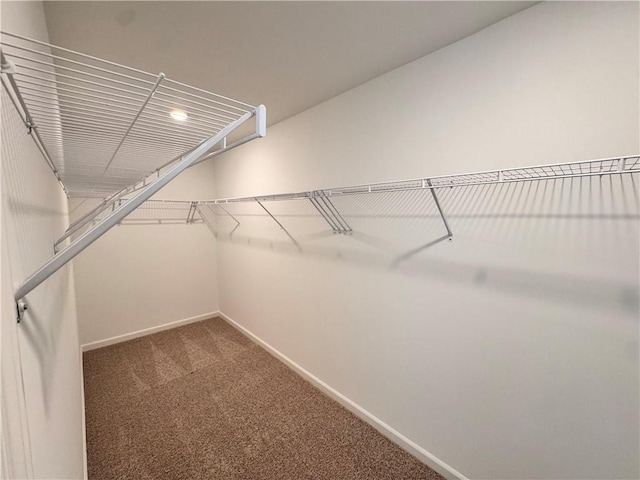 walk in closet featuring carpet floors