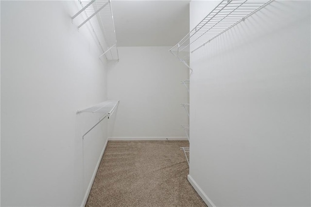 spacious closet featuring carpet flooring