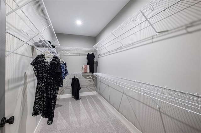 walk in closet featuring carpet flooring