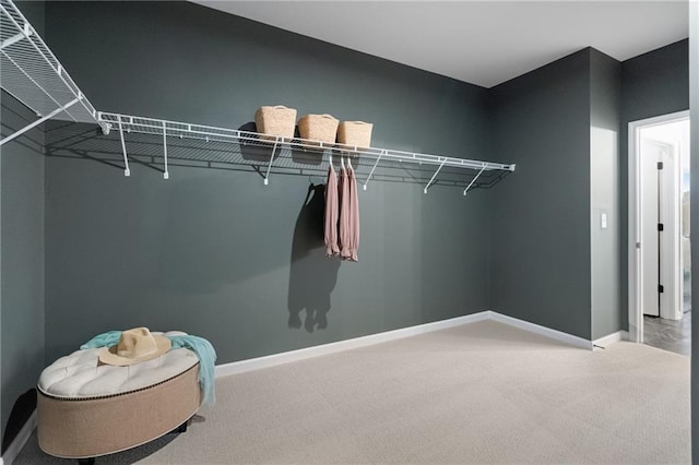 spacious closet featuring carpet floors