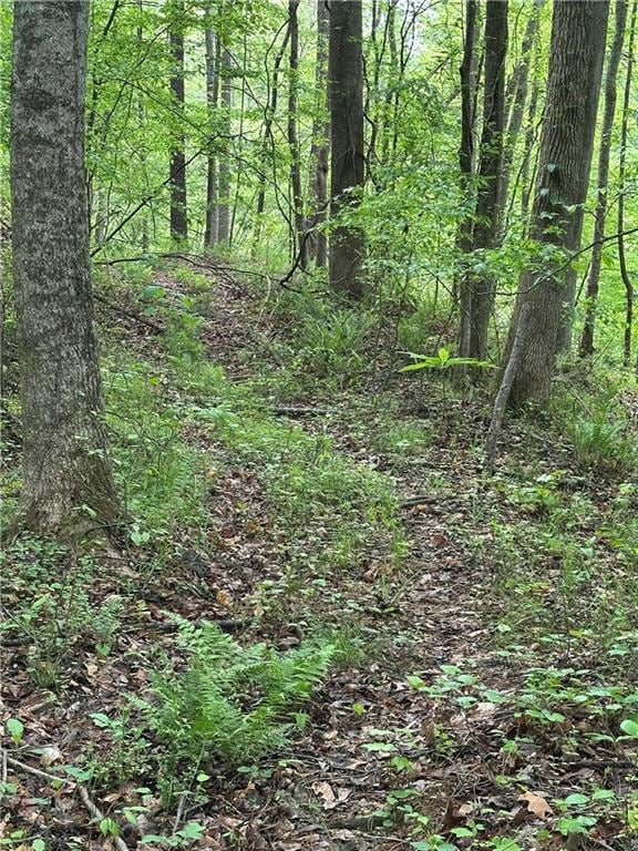 view of local wilderness featuring a view of trees