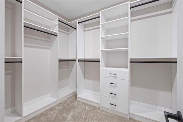 walk in closet featuring carpet flooring