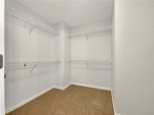 walk in closet featuring carpet floors