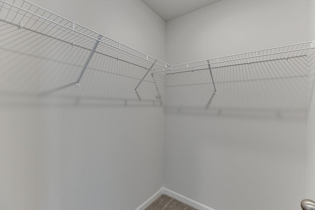 spacious closet featuring carpet flooring