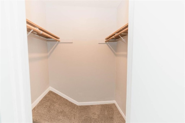 walk in closet featuring carpet floors