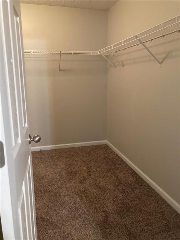 spacious closet featuring carpet flooring