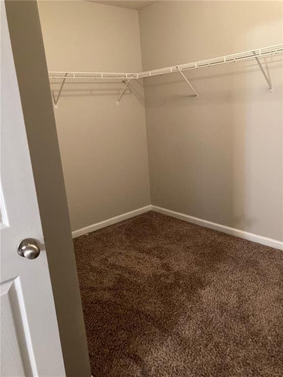 walk in closet featuring carpet floors