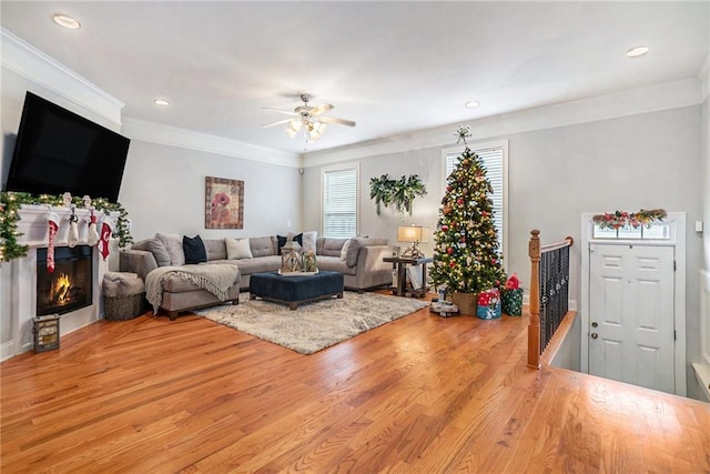 living room featuring ceiling fan, ornamental molding, and light wood-type flooring