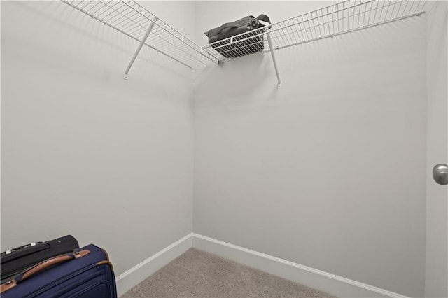 walk in closet with carpet floors